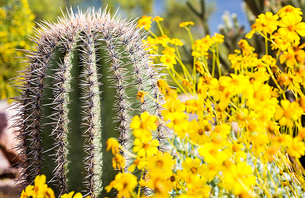 Arizona Barrel Cactus with Wildflowers