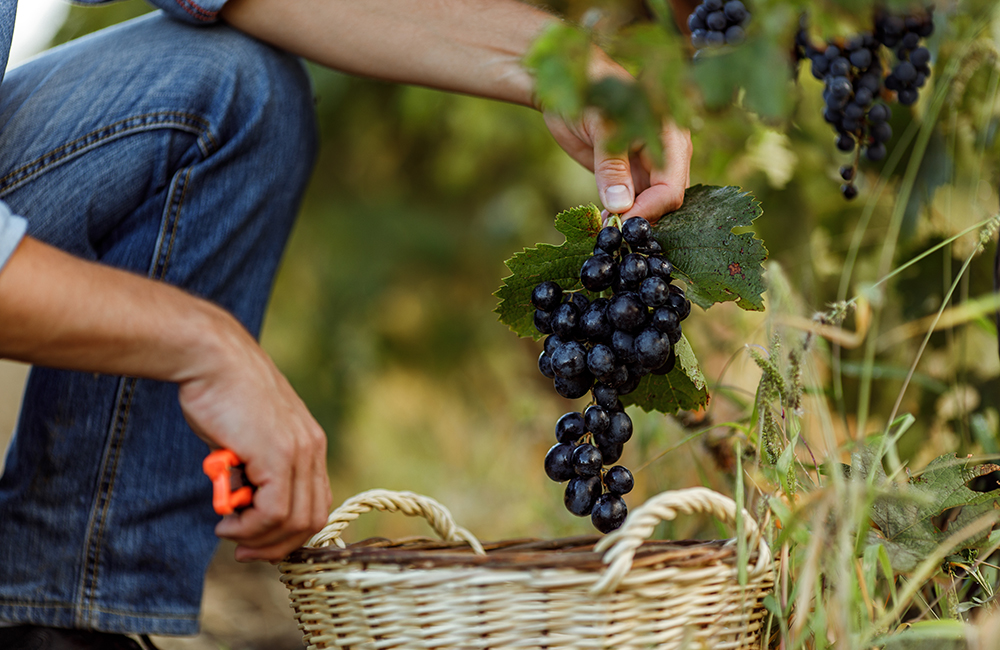 Picking grapes for wine, winery